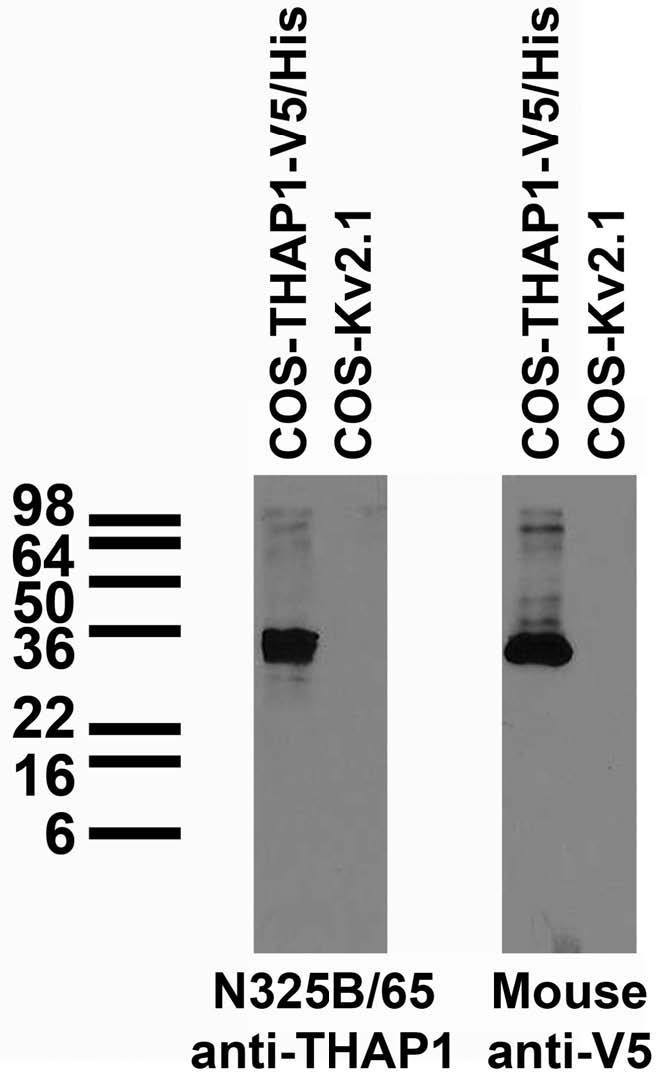 Transfected cell immunoblot: extracts of COS cells transiently transfected with V5/His-tagged THAP1 or untagged Kv2.1 plasmid and probed with N325B/65 TC supe (left) and mouse anti-V5 (right).