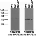 Immunoblot versus samples from adult rat brain (RBLSP) and WT and BAF53b KO mouse brains probed with N332B/15 (left) and N336B/83 (right) TC supes. Mouse samples courtesy of Ann Kuo and Gerald Crabtree (Stanford).