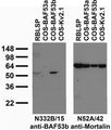 Tissue and transfected cell immunoblot: extracts of rat brain low speed pellet (RBLSP) and COS cells transiently transfected with untagged BAF53a, BAF53b or Kv2.1 plasmids and probed with N332B/15 (left) and N52A/42 (right) TC supe.