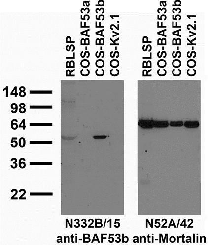 Tissue and transfected cell immunoblot: extracts of rat brain low speed pellet (RBLSP) and COS cells transiently transfected with untagged BAF53a, BAF53b or Kv2.1 plasmids and probed with N332B/15 (left) and N52A/42 (right) TC supe.