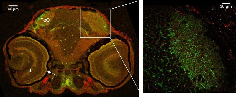 Immunofluorescence staining of zebrafish sections at 5 days post- fertilization with N286/74 (green) and Synapsin 1/2 rabbit polyclonal (red). Left: optic tectum (TeO), inner plexiform layer (asterisk) and photoreceptor layer (arrow). Right: synapse-rich axonal projections in optic tectum. Image courtesy of Philip Washbourne (University of Oregon).