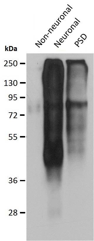 Immunoblot versus homogenates from adult zebrafish muscle (Non- neuronal), brain (Neuronal) and purified brain postsynaptic densities (PSD) probed with N286/74 TC supe. Image courtesy of Philip Washbourne (University of Oregon).