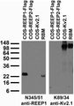 Tissue and transfected cell immunoblot: extracts of rat brain membrane (RBM) and COS cells transiently transfected with Flag- tagged REEP1, REEP2 or untagged Kv2.1 plasmid and probed with N345/51 (left) and K89/34 (right) TC supe.
