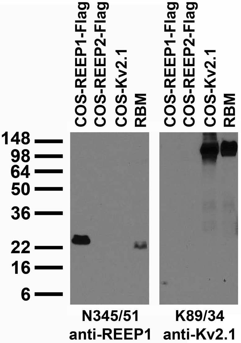Tissue and transfected cell immunoblot: extracts of rat brain membrane (RBM) and COS cells transiently transfected with Flag- tagged REEP1, REEP2 or untagged Kv2.1 plasmid and probed with N345/51 (left) and K89/34 (right) TC supe.