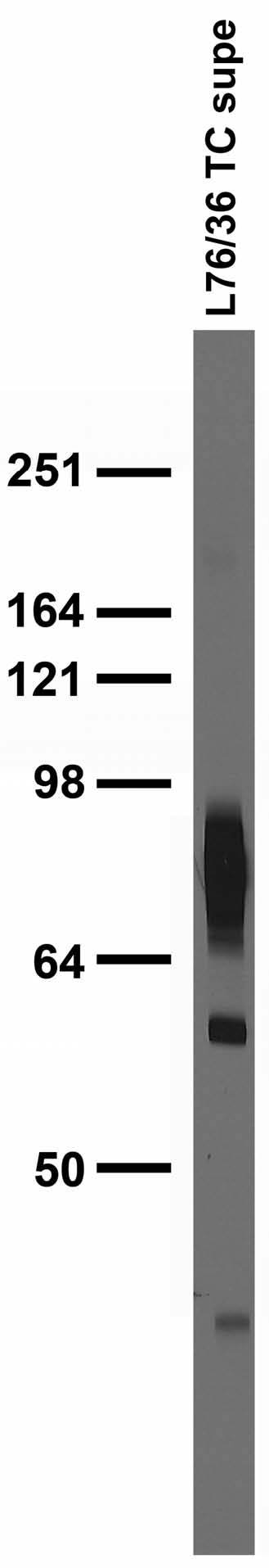 Adult rat brain membrane immunoblot.