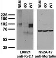 Immunoblot against crude brain membranes from adult rat (RBM) and Kv2.1 wild-type (WT) or knockout (KO) mouse probed with L80/21 (left) or N52A/42 (right) TC supe.