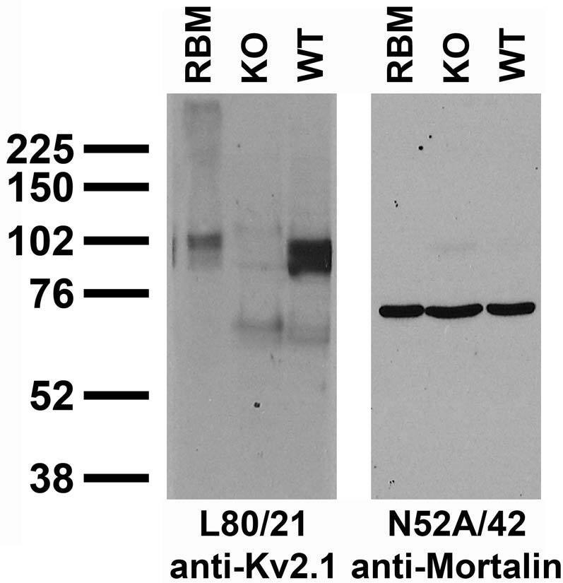 Immunoblot against crude brain membranes from adult rat (RBM) and Kv2.1 wild-type (WT) or knockout (KO) mouse probed with L80/21 (left) or N52A/42 (right) TC supe.