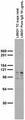 Adult rat brain membrane immunoblot.