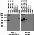 Tissue and transfected cell immunoblot: extracts of rat brain membrane (RBM) and COS cells transiently transfected with V5-tagged AMIGO-1, AMIGO-2, AMIGO-3 or untagged Kv2.1 plasmid and probed with L86/33 TC supe (left) and Mouse anti-V5 (right.