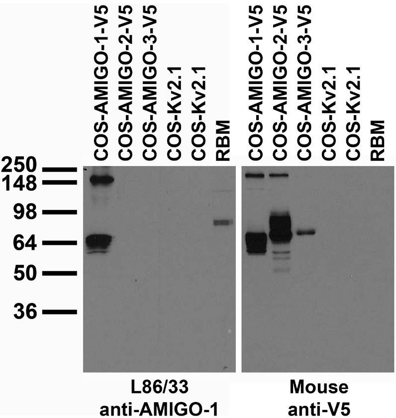 Tissue and transfected cell immunoblot: extracts of rat brain membrane (RBM) and COS cells transiently transfected with V5-tagged AMIGO-1, AMIGO-2, AMIGO-3 or untagged Kv2.1 plasmid and probed with L86/33 TC supe (left) and Mouse anti-V5 (right.
