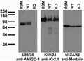 Immunoblot versus RBM and lysates of WT and AMIGO-1 KO mouse brains probed with L86/36 (left), K89/34 (middle) and N52A/42 (right) TC supe. Mouse brain samples courtesy of Juha Kuja-Panula (University of Helsinki, Finland).