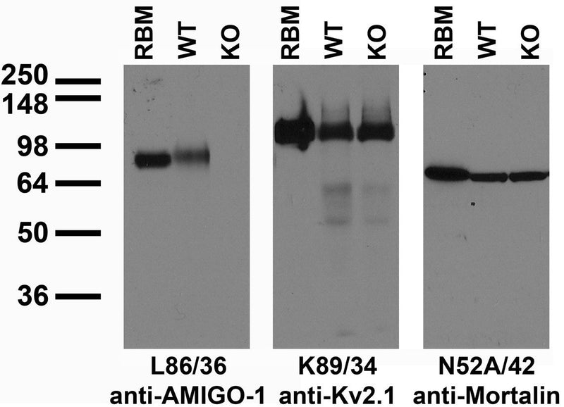 Immunoblot versus RBM and lysates of WT and AMIGO-1 KO mouse brains probed with L86/36 (left), K89/34 (middle) and N52A/42 (right) TC supe. Mouse brain samples courtesy of Juha Kuja-Panula (University of Helsinki, Finland).