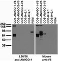 Tissue and transfected cell immunoblot: extracts of rat brain membrane (RBM) and COS cells transiently transfected with V5-tagged AMIGO-1, AMIGO-2, AMIGO-3 or untagged Kv2.1 plasmid and probed with L86/36 TC supe (left) and Mouse anti-V5 (right.
