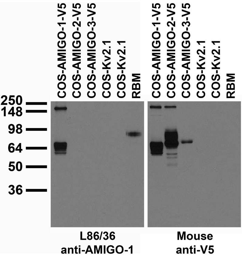 Tissue and transfected cell immunoblot: extracts of rat brain membrane (RBM) and COS cells transiently transfected with V5-tagged AMIGO-1, AMIGO-2, AMIGO-3 or untagged Kv2.1 plasmid and probed with L86/36 TC supe (left) and Mouse anti-V5 (right.