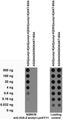 Serial dilutions of BSA-conjugated modified and unmodified peptides dotted onto membrane and probed with N299/39 TC supe (left) and a mouse loading control (right).