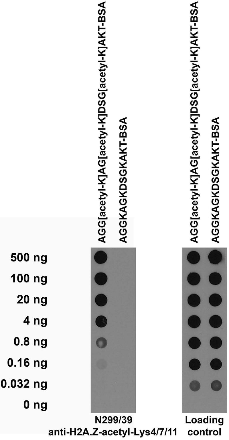 Serial dilutions of BSA-conjugated modified and unmodified peptides dotted onto membrane and probed with N299/39 TC supe (left) and a mouse loading control (right).