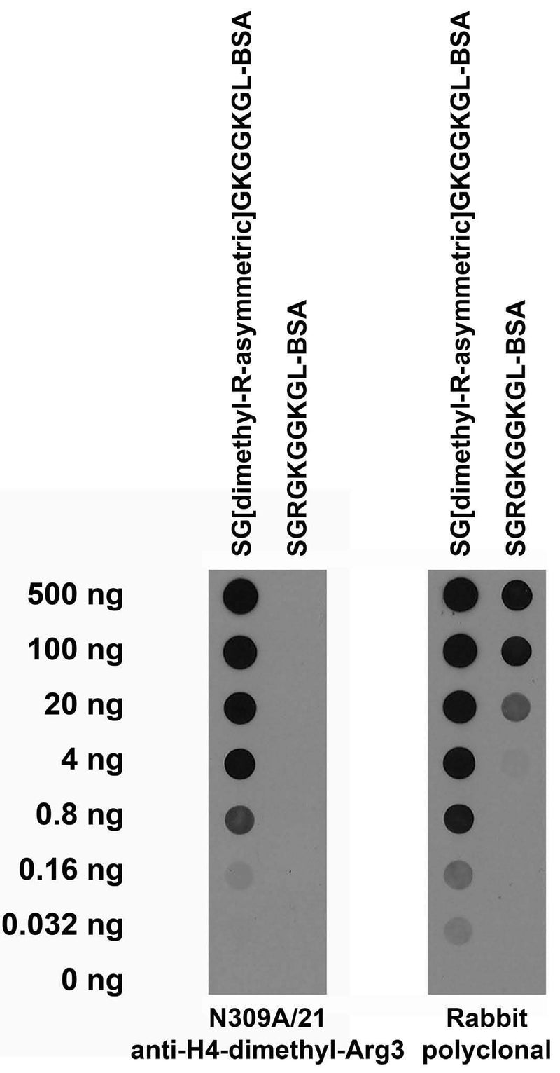 Serial dilutions of BSA-conjugated modified and unmodified peptides dotted onto membrane and probed with N309A/21 TC supe (left) and a rabbit polyclonal antibody control (right).