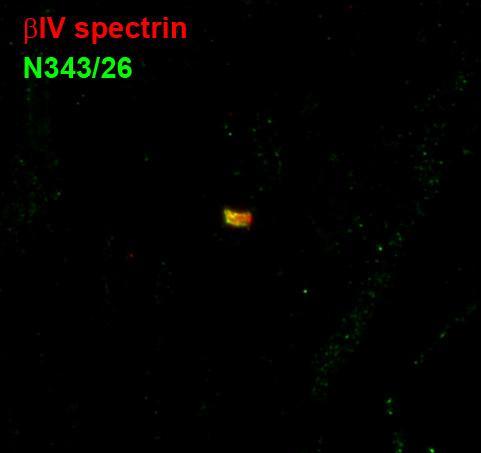 Immunofluorescence staining of a node of Ranvier in adult rat sciatic nerve with N343/26 (green) and bIV-spectrin rabbit polyclonal (red). Image courtesy of Kae-Jiun Chang and Matt Rasband (Baylor College of Medicine.
