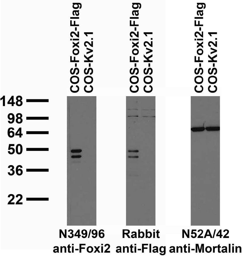 Transfected cell immunoblot: extracts of COS cells transiently transfected with Flag-tagged Foxi2 or untagged Kv2.1 plasmid and probed with N349/96 TC supe (left), Rabbit anti-Flag (middle) or N52A/42 TC supe (right.