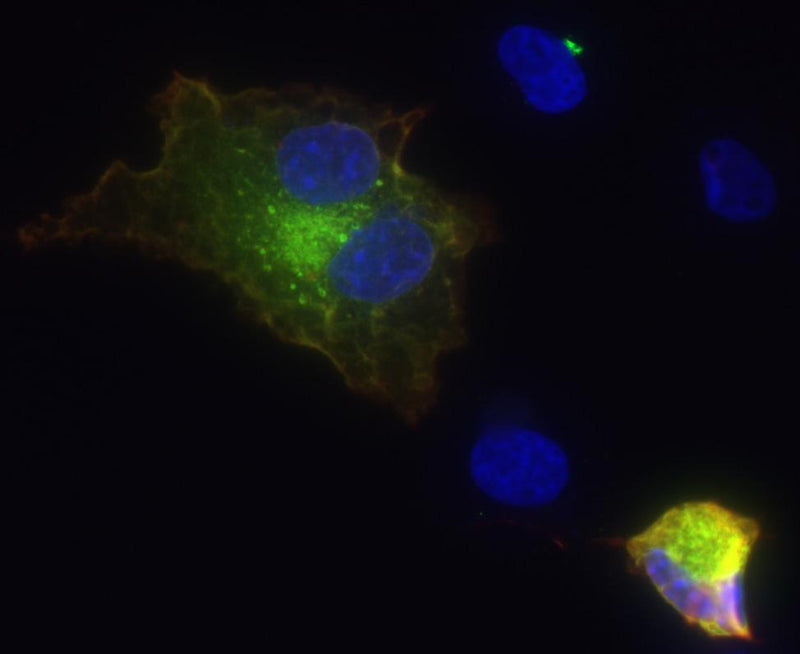 Transfected cell immunofluorescence: COS cells expressing Myc-tagged Flrt3. Red = Myc, Green = N353/13, Blue = Hoechst nuclear stain.