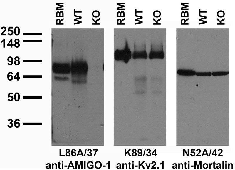 Immunoblot versus crude membranes from adult rat brain (RBM) and lysates of WT and AMIGO-1 KO mouse brains probed with L86A/37 (left), K89/34 (middle) and N52A/42 (right) TC supe. Mouse brain samples courtesy of Juha Kuja-Panula (University of Helsinki, Finland).