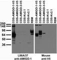 Tissue and transfected cell immunoblot: extracts of rat brain membrane (RBM) and COS cells transiently transfected with V5-tagged AMIGO-1, AMIGO-2, AMIGO-3 or untagged Kv2.1 plasmid and probed with L86A/37 TC supe (left) plasmid and probed with L86A/37 TC supe (left).