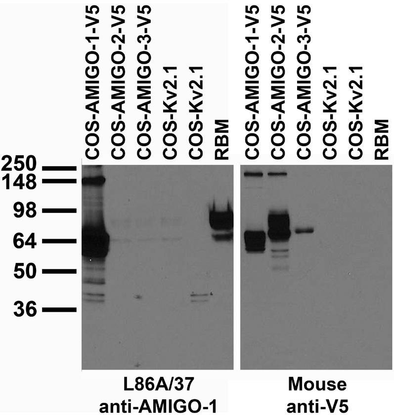 Tissue and transfected cell immunoblot: extracts of rat brain membrane (RBM) and COS cells transiently transfected with V5-tagged AMIGO-1, AMIGO-2, AMIGO-3 or untagged Kv2.1 plasmid and probed with L86A/37 TC supe (left) plasmid and probed with L86A/37 TC supe (left).