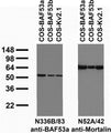 Transfected cell immunoblot: extracts of COS cells transiently transfected with untagged BAF53a, BAF53b or Kv2.1 plasmids and probed with N336B/83 (left) or N52A/42 (right) TC supe. Note that BAF53a is ubiquitously expressed in many different cell types, including COS cells.