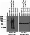 Tissue and transfected cell immunoblot: extracts of rat brain membrane (RBM) and COS cells transiently transfected with Flag-tagged Kirrel3-short, Kirrel3-long, untagged Kirrel2, Kirrel1 or Kv2.1 plasmid and probed with N321C/49 (left) and N52A/42 (right) TC supe.