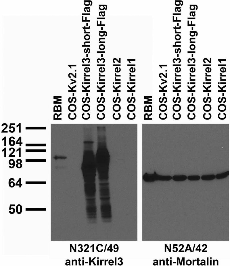 Tissue and transfected cell immunoblot: extracts of rat brain membrane (RBM) and COS cells transiently transfected with Flag-tagged Kirrel3-short, Kirrel3-long, untagged Kirrel2, Kirrel1 or Kv2.1 plasmid and probed with N321C/49 (left) and N52A/42 (right) TC supe.