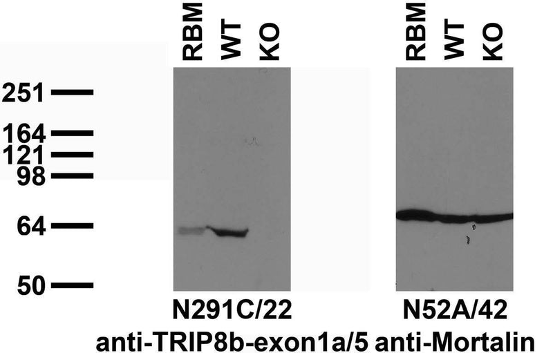 Immunoblot versus crude membranes from adult rat brain (RBM) and WT and TRIP8b KO mouse brains probed with N291C/22 (left) and N52A/42 (right) TC supe. Mouse brains courtesy of Dane Chetkovich (Northwestern University).
