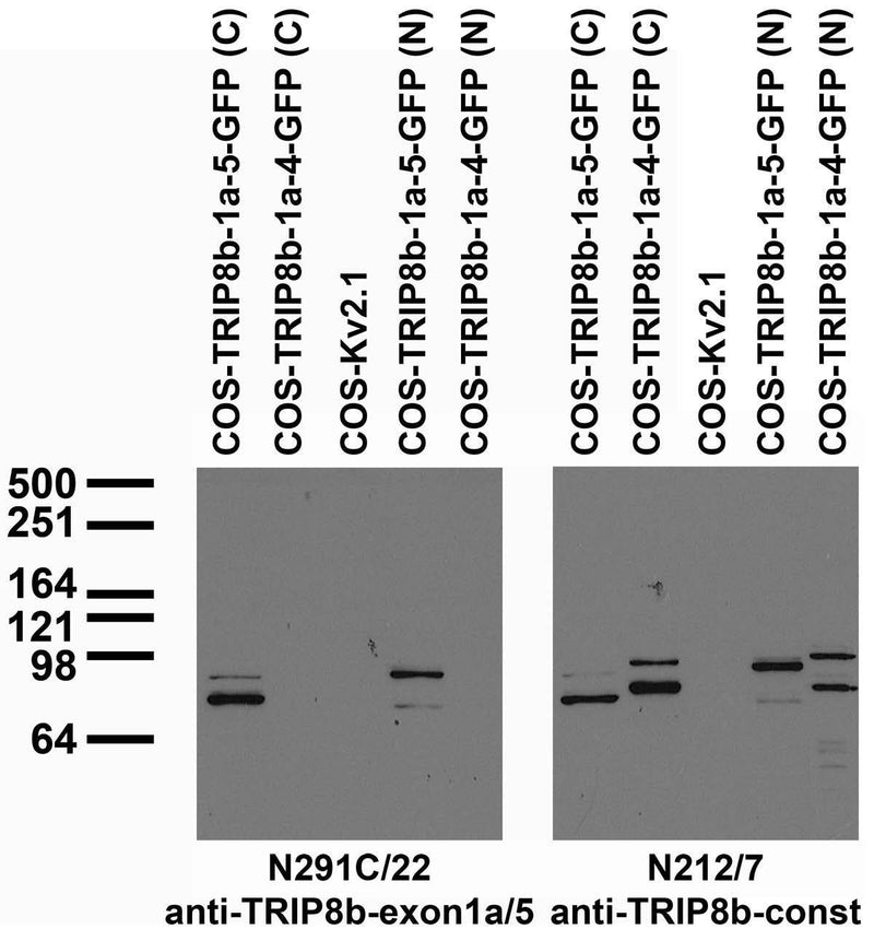 Transfected cell immunoblot: extracts of COS cells transiently transfected with carboxy- terminally (C) and amino-terminally (N) GFP- tagged TRIP8b-1a-5, TRIP8b-1a-4 or untagged Kv2.1 plasmid and probed with N291C/22 (left) and N212/7 (right) TC supe.