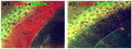 Immunofluorescence staining of adult hippocampus (sp = stratum pyrimidale, sl = stratum lucidum) from Stonin-2 wild-type (WT) and knockout (KO) mice with N346/9 (red) and K89/34 (green). Mouse brains courtesy of Fabian Feutlinske and Volker Haucke (Freie Universität Berlin).