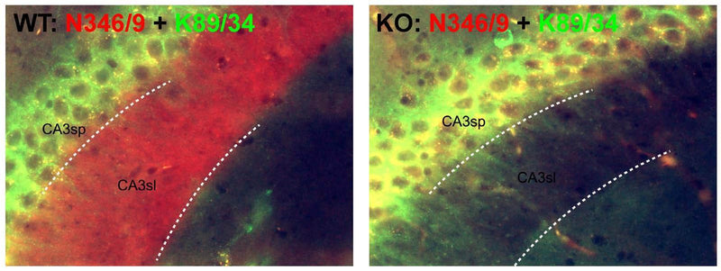 Immunofluorescence staining of adult hippocampus (sp = stratum pyrimidale, sl = stratum lucidum) from Stonin-2 wild-type (WT) and knockout (KO) mice with N346/9 (red) and K89/34 (green). Mouse brains courtesy of Fabian Feutlinske and Volker Haucke (Freie Universität Berlin).