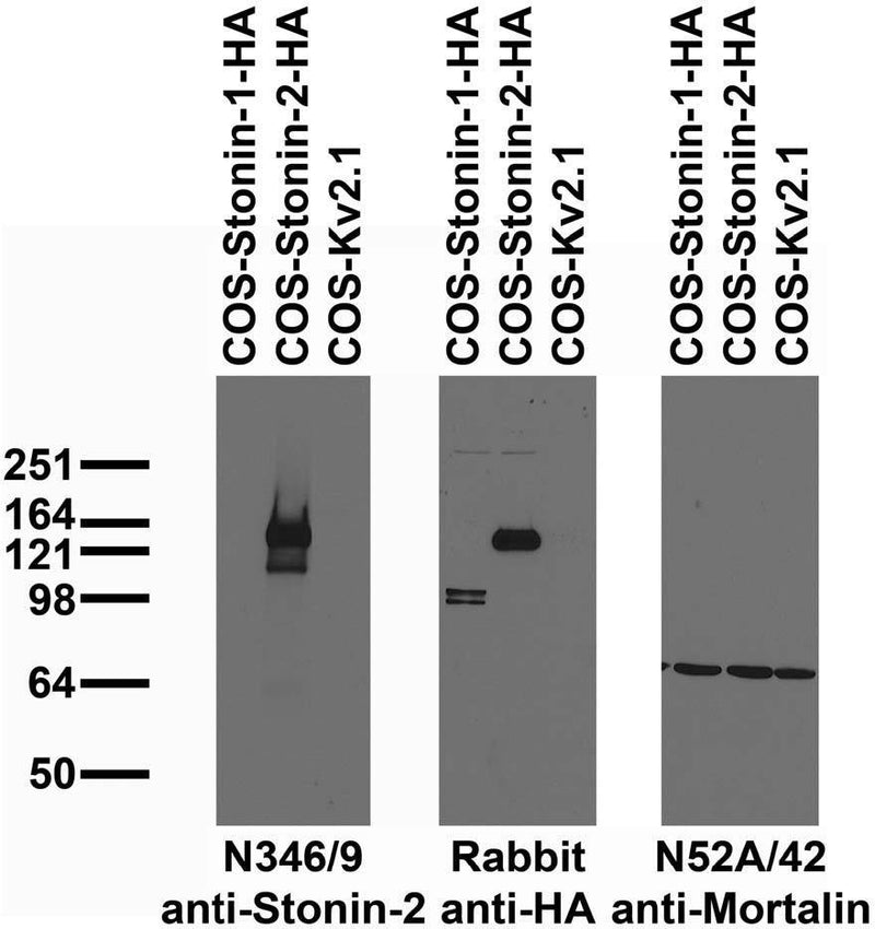 Transfected cell immunoblot: extracts of COS cells transiently transfected with HA-tagged Stonin-1, Stonin-2 or untagged Kv2.1 plasmid and probed with N346/9 TC supe (left), Rabbit anti-HA (middle) or N52A/42 TC supe (right).