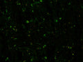 Immunofluorescence staining of adult spinal cord from Bral1 wild-type (WT).