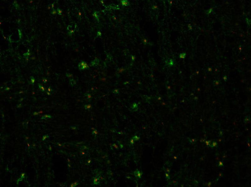 Immunofluorescence staining of adult spinal cord from Bral1 wild-type (WT).