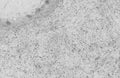 Adult rat cerebellar immunohistochemistry (with antigen retrieval via sodium citrate pretreatment).