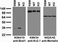 Immunoblot versus crude membranes from adult rat brain (RBM) and wild-type (WT) and Bral1 knockout (KO) mouse brains probed with N364/10 (left), K89/34 (middle) and N52A/42 (right) TC supe. Mouse brains courtesy of Kae-Jiun Chang and Matt Rasband (Baylor College of Medicine).