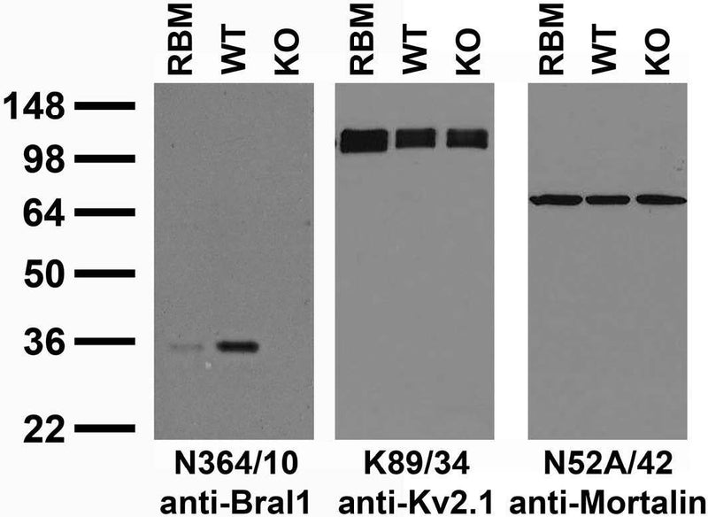 Immunoblot versus crude membranes from adult rat brain (RBM) and wild-type (WT) and Bral1 knockout (KO) mouse brains probed with N364/10 (left), K89/34 (middle) and N52A/42 (right) TC supe. Mouse brains courtesy of Kae-Jiun Chang and Matt Rasband (Baylor College of Medicine).
