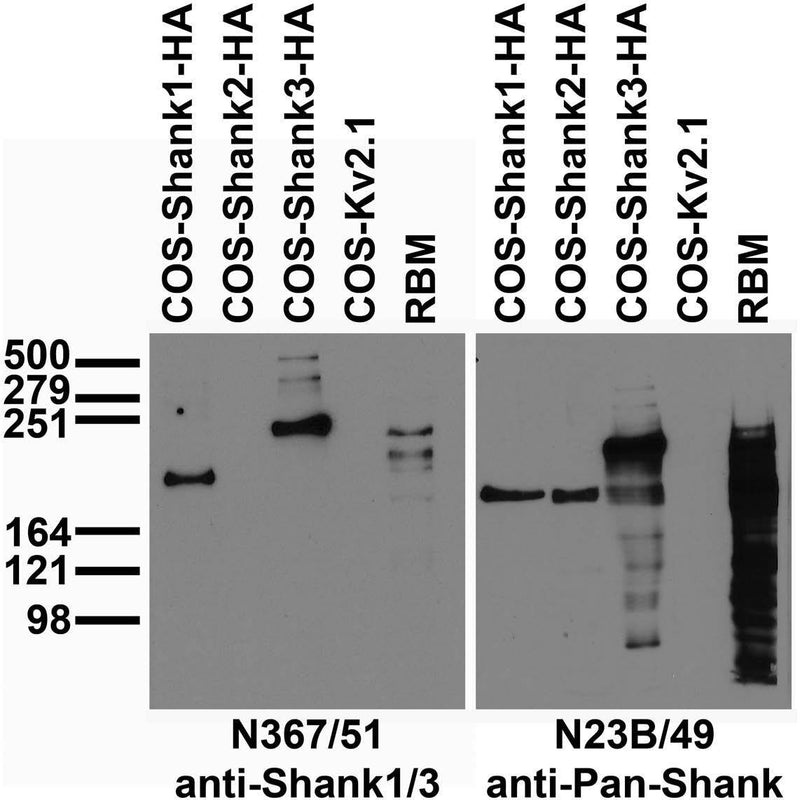 Adult rat brain membrane (RBM) and transfected cell immunoblot: extracts of RBM and COS cells transiently transfected with HA-tagged Shank1, Shank2, Shank3 or untagged Kv2.1 plasmid and probed with N367/51 (left) or N23B/49 (right) TC supe.