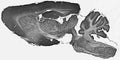 Adult rat brain immunohistochemistry.