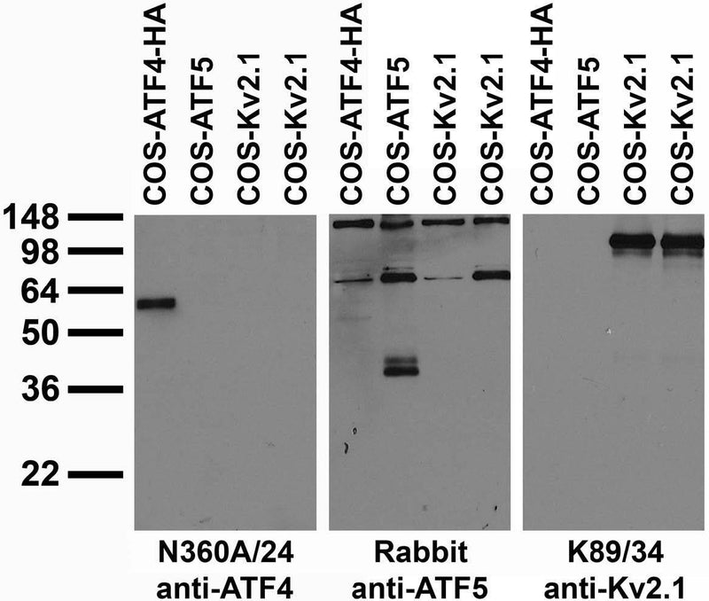 Transfected cell immunoblot: extracts of COS cells transiently transfected with HA-tagged ATF4 or untagged ATF5 or Kv2.1 plasmid and probed with N360A/24 TC supe (left), Rabbit anti-ATF5 (middle) or K89/34 TC supe (right).