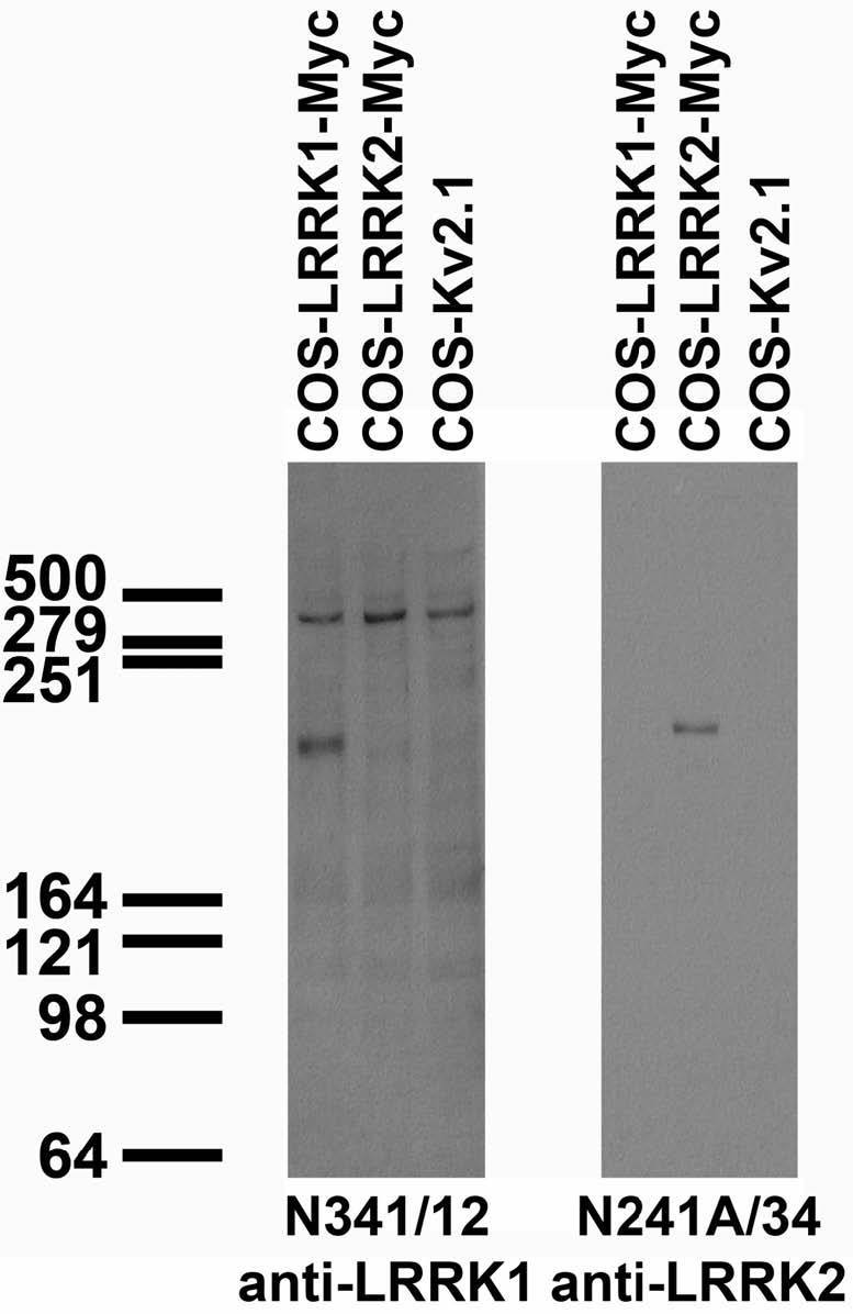 Transfected cell immunoblot: extracts of COS cells transiently transfected with Myc-tagged LRRK1, LRRK2 or untagged Kv2.1 plasmid and probed with N341/12 (left) or N241A/34 (right) TC supe.
