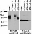 Immunoblot against adult rat brain membrane (RBM) fractions and extracts of COS cells transiently transfected with untagged Kv3.3a, Kv3.3b or Kv2.1 plasmid probed with N375/67 (left) or N52A/42 (right) TC supe.