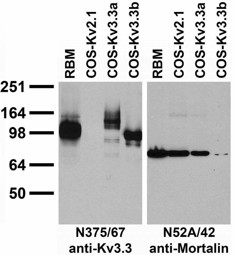 Immunoblot against adult rat brain membrane (RBM) fractions and extracts of COS cells transiently transfected with untagged Kv3.3a, Kv3.3b or Kv2.1 plasmid probed with N375/67 (left) or N52A/42 (right) TC supe.