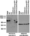 Immunoblot against extracts of COS cells transiently transfected with GFP-tagged Kv2.2long, Myc-tagged Kv2.2short or untagged Kv2.1 plasmid; and adult brain membranes from rat (RBM), Kv2.2 wild-type (WT) and knockout (KO) mice probed with N372C/51 (left) or N52A/42 (right) TC supe.