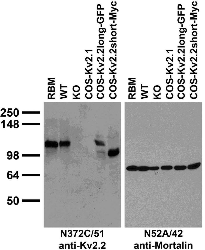 Immunoblot against extracts of COS cells transiently transfected with GFP-tagged Kv2.2long, Myc-tagged Kv2.2short or untagged Kv2.1 plasmid; and adult brain membranes from rat (RBM), Kv2.2 wild-type (WT) and knockout (KO) mice probed with N372C/51 (left) or N52A/42 (right) TC supe.