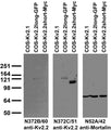 Immunoblot against extracts of COS cells transiently transfected with GFP-tagged Kv2.2long, Myc-tagged Kv2.2short or untagged Kv2.1 plasmid probed with N372B/60 (left), N372C/51 (middle) or N52A/42 (right) TC supe.