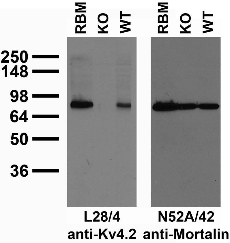 Immunoblot against crude brain membranes from adult rat (RBM) and wild-type (WT) and Kv4.2 knockout (KO) mice probed with L28/4 (left) or N52A/42 (right) TC supe.